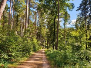 Naturpark & Biosphärenreservat Pfälzerwald bei Neidenfels