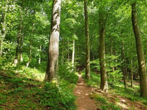 Naturpark Pfälzerwald bei Annweiler am Trifels