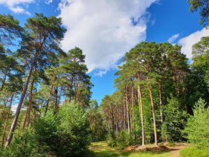 Im Naturpark Pfälzerwald bei Neidenfels