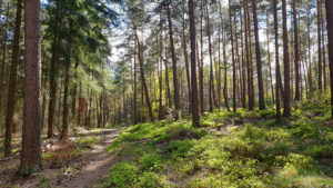 Pfälzerwald bei Bad Dürkheim