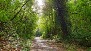 Pfälzerwald bei Forst
