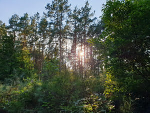 Der Pfälzerwald bei Lambrecht