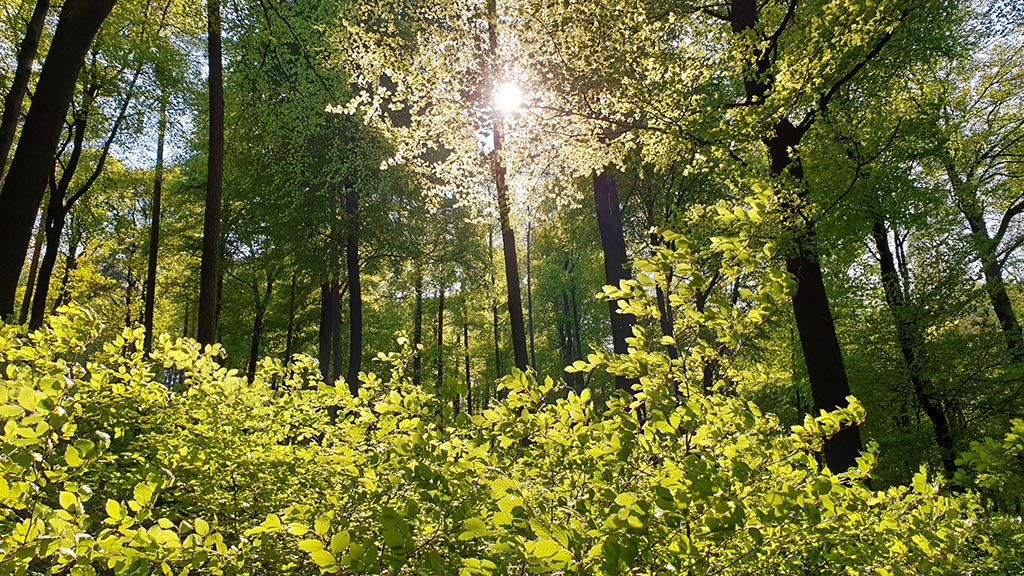 Sonneneinfall im Pfälzerwald