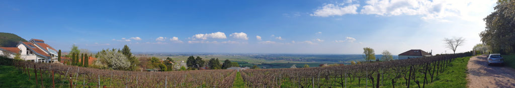 Panoramablick auf die Rheinebene überhalb Frankweiler auf der Pfälzer Hüttentour