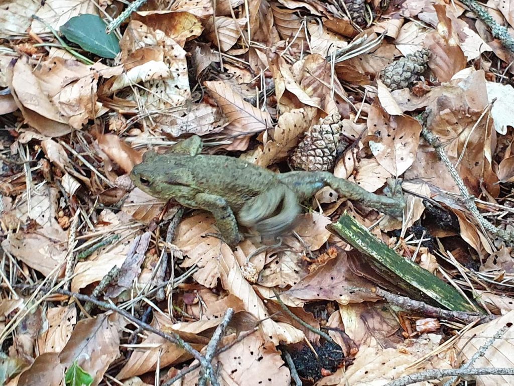 Pfälzer Kröte auf dem Lehrpfad im Schulwald - Wilgartswieser Biosphären-Pfad