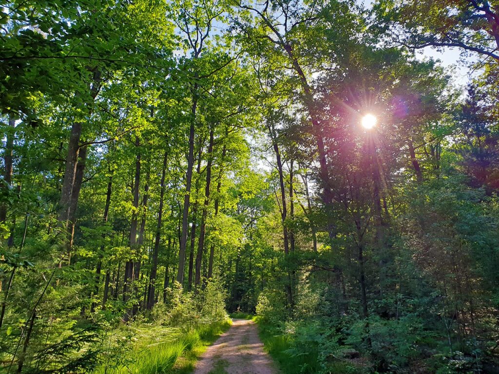 Wanderweg Pfälzer Waldpfad