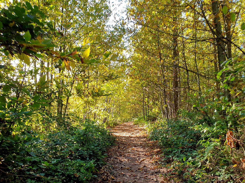 August-Becker-Wanderweg und Pälzer Keschdeweg bei Leinsweiler im Pfälzerwald in der Südpfalz