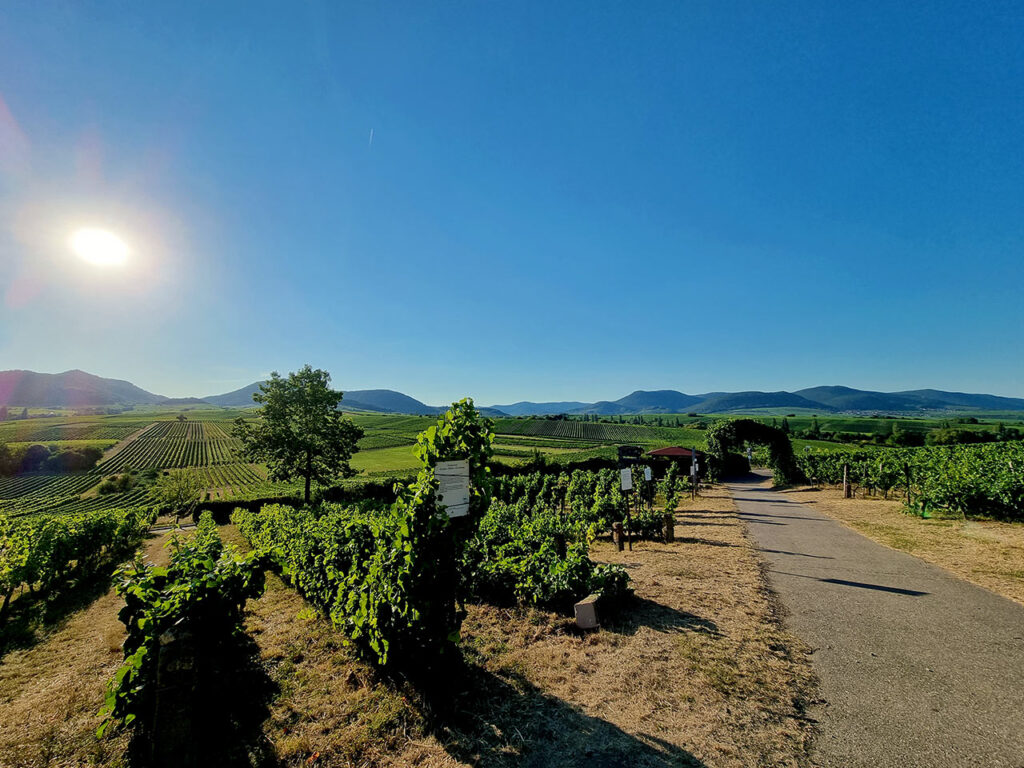 Weinberge historischer Kalmit-Wingert - Weg - zur Kleinen Kalmit bei Ilbesheim an der Südlichen Weinstraße in der Südpfalz