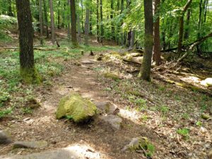 Waldweg mit moosbedeckten Felsen und Bäumen im grünen Sommerwald bei Sonnenlicht