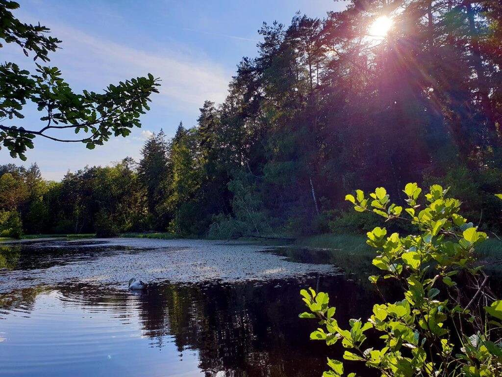 See im Naturschutzgebiet Rohrweiher - Rösselsweiher auf dem Premiumwanderweg Rumberg-Steig im Dahner Felsenland, Wasgau, Pfälzerwald in der Südwestpfalz