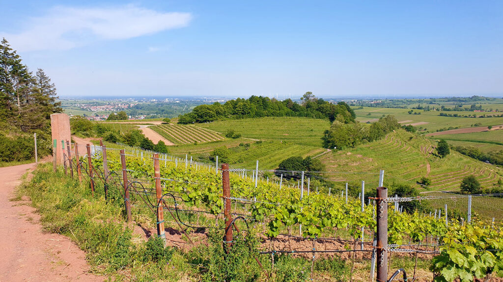 Blick vom Taschberg auf die Birkweilerer Weinlage Kastanienbusch / Keschdebusch und die Rheinebene in der Südpfalz
