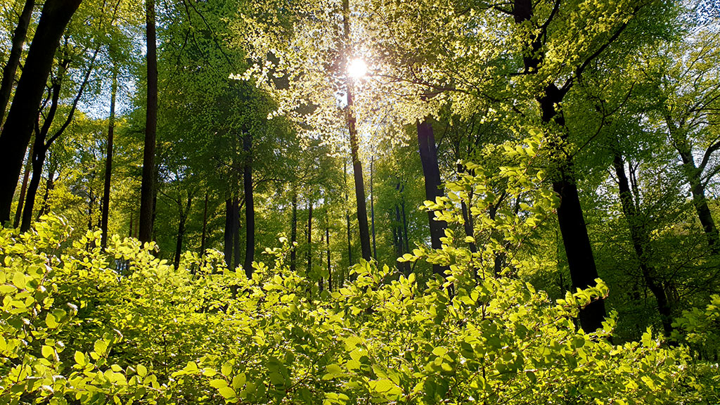 Sonnenlichteinfall auf dem Prädikatsfernwanderweg Kapellen-Pilgerweg im Pfälzerwald in der Südpfalz