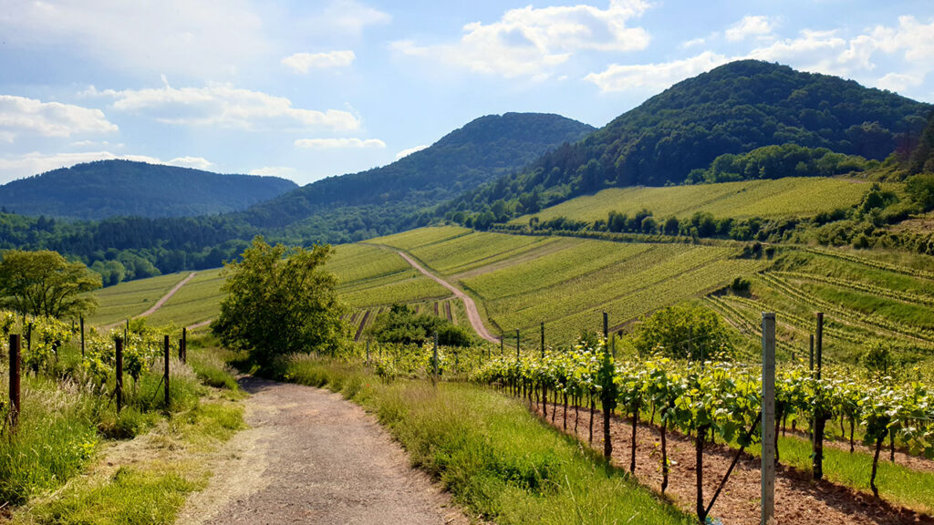 Weinberge bei Birkweiler in der Südpfalz