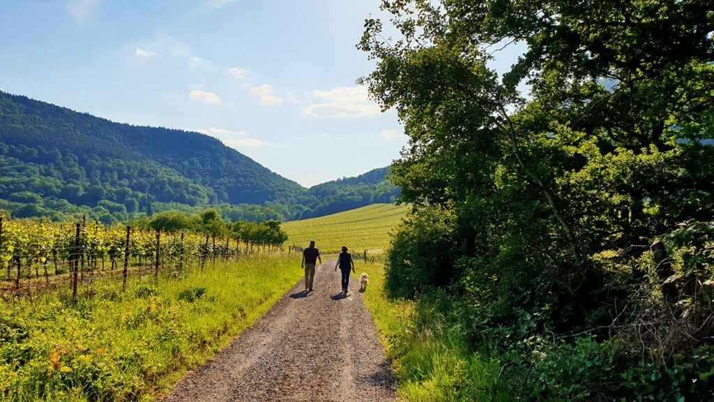 Weinberge bei Ranschbach in der Südpfalz