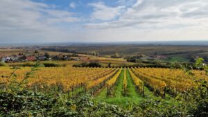 Blick über die Weinberge der Südpfalz