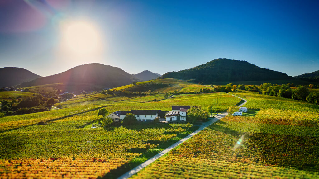 Wachholderhof, Ferienweingut Erlnehof in Ilbesheim in der Pfalz
