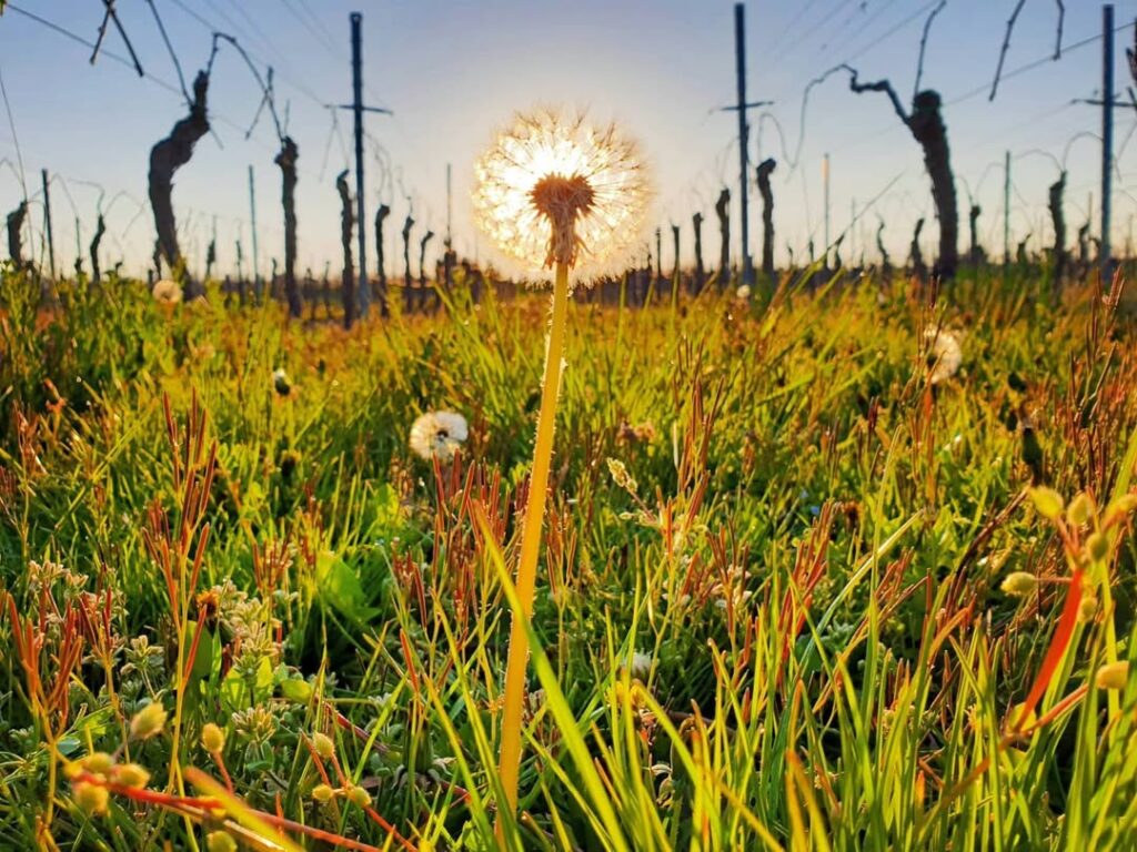 Pusteblume im Pfälzer Weinberg