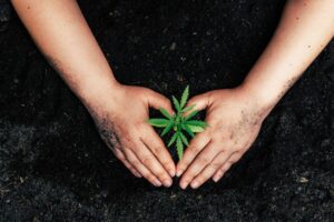 Cannabis richtig keimen lassen
