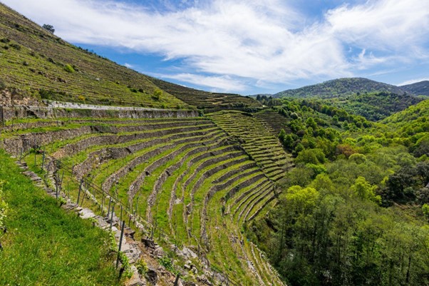 Berge und Weinberge in der Pfalz