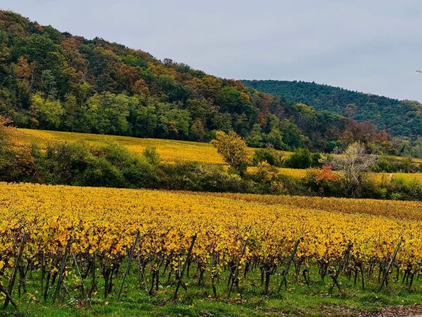 Herbsturlaub in der Pfalz