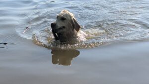 Balu unterwegs auf dem Teufelspfad