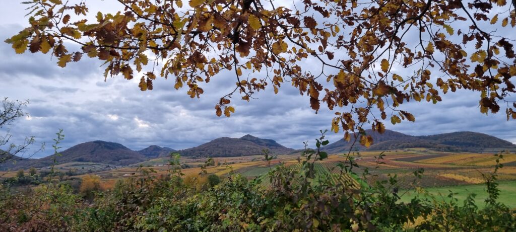 Herbst in der Pfalz Arzheim