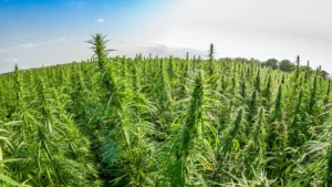 Hanfanbau in der Pfalz