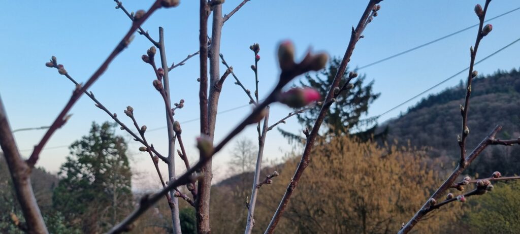 Nahaufnahme von Zweigen mit vielen Knospen und vereinzelt rosa Blütenansätzen vor blauem Himmel und Hügeln.