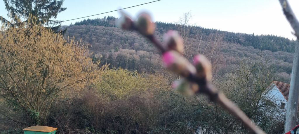 Unscharfer Zweig mit rosa Knospen im Vordergrund, dahinter bewaldeter Hügel, gelbe Kätzchen an Büschen und ein Hausdach.