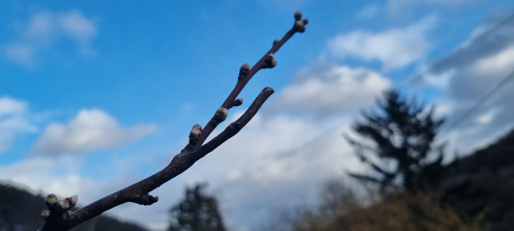 Zweig mit kleinen Knospen im Fokus vor blauem Himmel und unscharfen Tannen im Hintergrund.