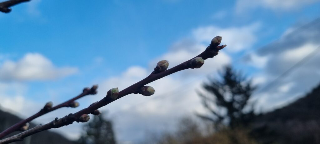 Zweig mit mehreren Knospen im Nahaufnahme vor blauem Himmel und unscharfen Bäumen.