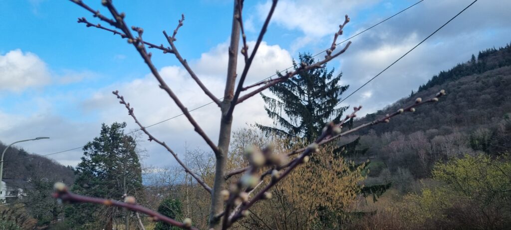 Junge Baumzweige mit kleinen Knospen im Vordergrund, dahinter Tannen, Hügel und blauer Himmel mit Wolken.