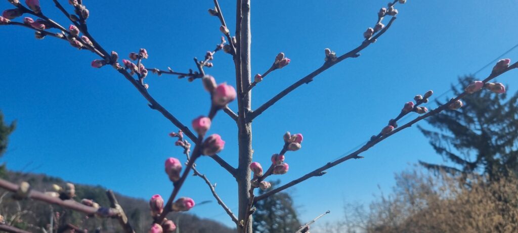 Zweige mit rosafarbenen Blütenknospen vor klarem blauem Himmel, unscharfer Waldhintergrund.