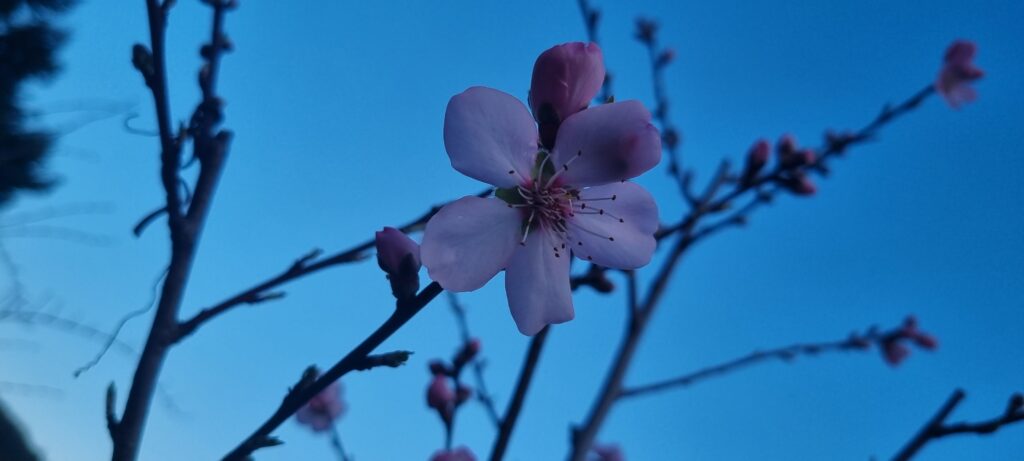 Nahaufnahme einer rosa Blüte mit Knospen an kahlem Zweig vor klarem blauem Himmel.