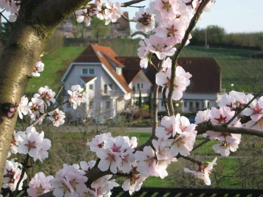 Zweige mit blassrosa Kirschblüten im Vordergrund, verschwommenes Landhaus und grüne Felder im Hintergrund.