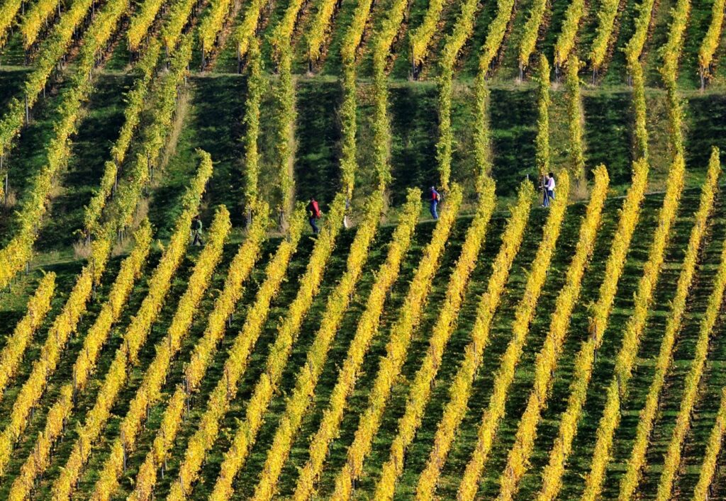 Schräg aufgenommene Weinberge im Herbst mit gelben Rebreihen und vier Personen, die zwischen den Reihen unterwegs sind