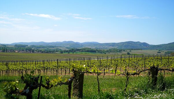 Weinreben in gleichmäßigen Reihen vor sanften Hügeln und weitem blauem Himmel.