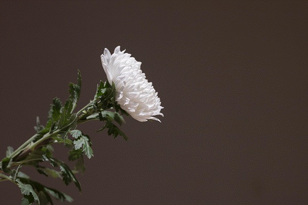 Weiße Chrysantheme mit grünen Blättern vor einfarbigem braunem Hintergrund.