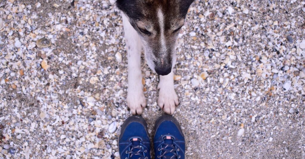 Hund liegt mit den Pfoten an den Schuhen einer Person auf kiesigem Boden