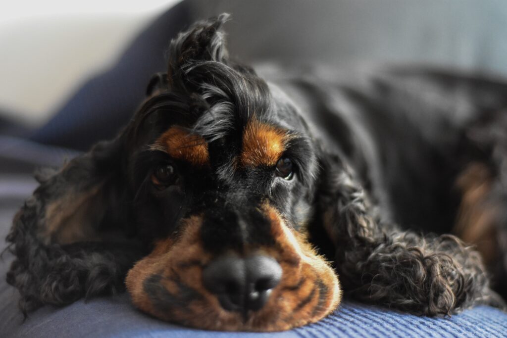 Schwarz-brauner Hund liegt entspannt auf einem Sofa und schaut in die Kamera